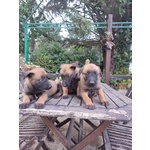 Pastore Belga Malinois Puglia bari Lecce Taranto Foggia Brindisi Barletta Andria Trani - Foto n. 3