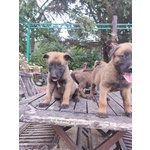 Pastore Belga Malinois Puglia bari Lecce Taranto Foggia Brindisi Barletta Andria Trani - Foto n. 4