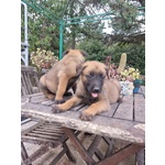 Pastore Belga Malinois Puglia bari Lecce Taranto Foggia Brindisi Barletta Andria Trani - Foto n. 5