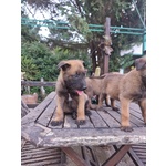 Pastore Belga Malinois Puglia bari Lecce Taranto Foggia Brindisi Barletta Andria Trani - Foto n. 6