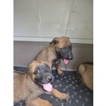 🐶 Pastore Belga maschio di 1 settimana (cucciolo) in vendita a Foggia (FG) e in tutta Italia da allevamento