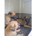 Allevamento Cuccioli Pastore Belga Malinois a Foggia Gargano san Severo e in Puglia - Foto n. 3