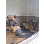 Allevamento Cuccioli Pastore Belga Malinois a Foggia Gargano san Severo e in Puglia - Foto n. 4