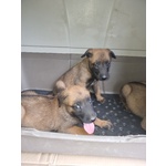 Allevamento Cuccioli Pastore Belga Malinois a Foggia Gargano san Severo e in Puglia - Foto n. 5