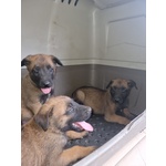 Allevamento Cuccioli Pastore Belga Malinois a Foggia Gargano san Severo e in Puglia - Foto n. 6