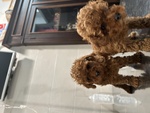 Barboncino Toy - Foto n. 2
