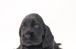 Cuccioli Cocker Spaniel Inglese con Pedigree - Foto n. 1