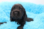 Cuccioli Cocker Spaniel Inglese con Pedigree - Foto n. 2