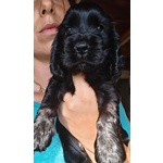 Cuccioli Cocker Spaniel Inglese con Pedigree - Foto n. 3