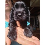 Cuccioli Cocker Spaniel Inglese con Pedigree - Foto n. 4