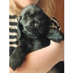 Cuccioli Cocker Spaniel Inglese con Pedigree - Foto n. 5