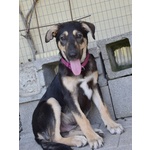🐶 Altra Razza maschio in adozione a Reggio Emilia (RE) da privato