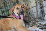 🐶 Altra Razza maschio in adozione a Parma (PR) da privato