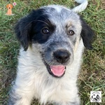 🐶 Altra Razza femmina di 2 mesi in adozione a Latina (LT) e in tutta Italia da associazione animali