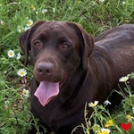 🐶 Labrador femmina di 6 anni e 6 mesi in adozione a Latina (LT) e in tutta Italia da associazione animali