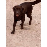 Mia Splendida Labrador con Pedigree Cerca Adozione - Foto n. 2