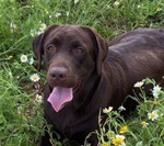 Mia Splendida Labrador con Pedigree Cerca Adozione - Foto n. 3
