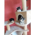 🐱 Europeo femmina di 3 mesi in adozione a Milano (MI) da privato