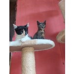 5 Micini Deliziosi Aspettano una Famiglia - Foto n. 2