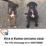 🐶 Altra Razza femmina di 4 mesi in adozione a Latina (LT) e in tutta Italia da associazione animali