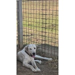 🐶 Altra Razza maschio di 1 anno in adozione a Latina (LT) e in tutta Italia da associazione animali