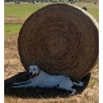 Dante Stupendo Cagnolone 1 anno Cerca casa - Adozione ! - Foto n. 2
