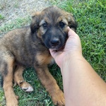 🐶 Altra Razza maschio di 2 mesi in adozione a Latina (LT) e in tutta Italia da associazione animali