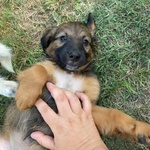 Scoglio Dolce Cucciolo 2 mesi Taglia Media - Adozione Canile di Latina - Foto n. 3