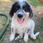 🐶 Altra Razza femmina di 3 mesi in adozione a Latina (LT) e in tutta Italia da associazione animali