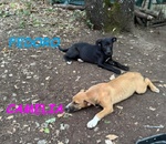 🐶 Altra Razza in adozione a Firenze (FI) e in tutta Italia da privato