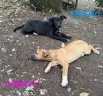 Fedoro e Camelia 4mesi due Cuccioli D'oro - Foto n. 2