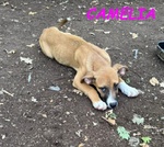 Fedoro e Camelia 4mesi due Cuccioli D'oro - Foto n. 5