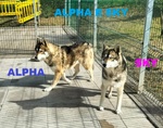 Sky e Alpha Meravigliosi Husky - Foto n. 1