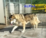 Sky e Alpha Meravigliosi Husky - Foto n. 4