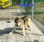 Sky e Alpha Meravigliosi Husky - Foto n. 5
