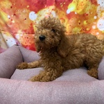 🐶 Barboncino femmina di 4 mesi in vendita a Cervia (RA) da negozio