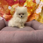 🐶 Volpino Pomerania femmina di 4 mesi in vendita a Cervia (RA) da negozio