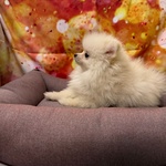 Cucciola di Volpino di Pomerania Bianco Femmina - Foto n. 3