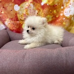 Cucciola di Volpino di Pomerania Bianco Femmina - Foto n. 4