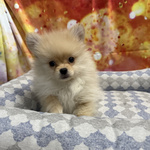 🐶 Volpino Pomerania maschio di 4 mesi in vendita a Cervia (RA) da negozio