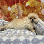 Cucciolo di Volpino di Pomerania Crema Maschio - Foto n. 2