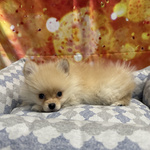 Cucciolo di Volpino di Pomerania Crema Maschio - Foto n. 3