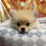 Cucciolo di Volpino di Pomerania Crema Maschio - Foto n. 4