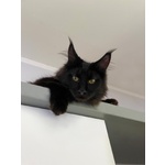 Cuccioli Maine coon Disponibili Subito - Foto n. 2