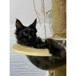 Cuccioli Maine coon Disponibili Subito - Foto n. 4