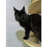 🐱 Maine Coon di 6 mesi in vendita a Scandicci (FI) e in tutta Italia da privato