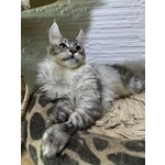 Cuccioli Maine coon Disponibili Subito - Foto n. 5