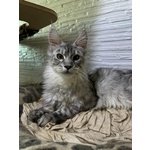 Cuccioli Maine coon Disponibili Subito - Foto n. 6