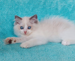 Gattino Razza Ragdoll con Pedigree