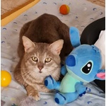 Una Famiglia per Oscar 🐈‍⬛ 💚 - Foto n. 2
